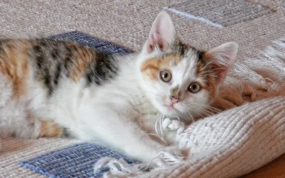 Why Eco-Friendly Carpet Cleaning is Better for Your Family and Pets